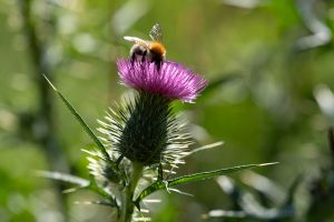 11 C W.Kleinoeder 2022 W. Kleinoder Distel mit Hummel 3204